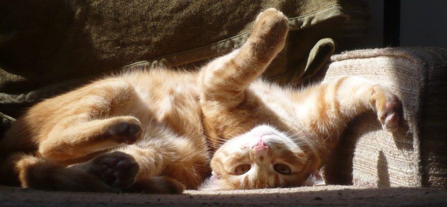 an orange cat lies upside down